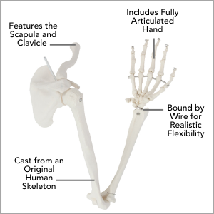 Axis Scientific Life-Size Human Arm Skeleton with Clavicle, Scapula, and Articulated Hand Anatomy Model Main Features.