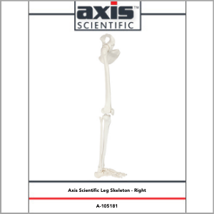 Axis Scientific Life-Size Human Leg Skeleton with Hip Joint and Articulated Foot Anatomy Model Study Guide Booklet and Manual