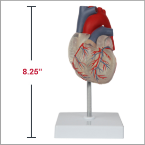 Axis Scientific Deluxe Life-Size 2-Part Transparent Human Heart Anatomy Model Dimensions 8.25 x 4 x 3 inches.