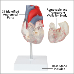 Axis Scientific Deluxe Life-Size 2-Part Transparent Human Heart Anatomy Model Main Features.