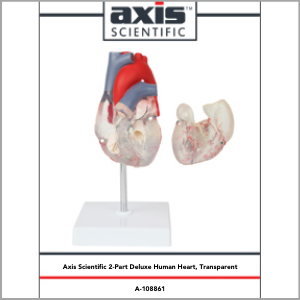 Axis Scientific Deluxe Life-Size 2-Part Transparent Human Heart Anatomy Model Study Guide Booklet and Manual.