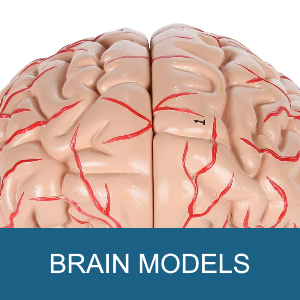 BRAIN MODELS