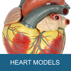 HEART MODELS