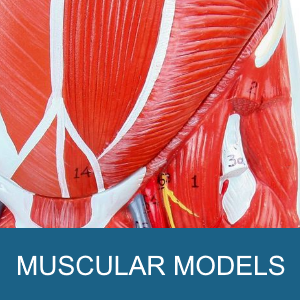 MUSCULAR MODELS