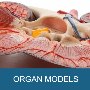 ORGAN MODELS