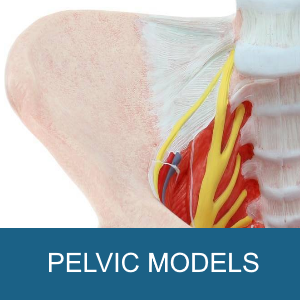 PELVIC MODELS