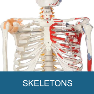 SKELETONS