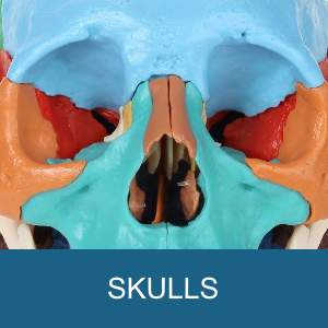 SKULLS