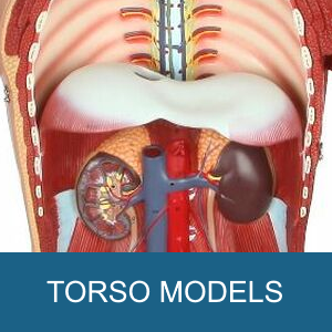 TORSO MODELS