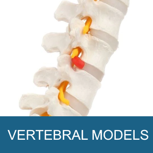 VERTEBRAL MODELS