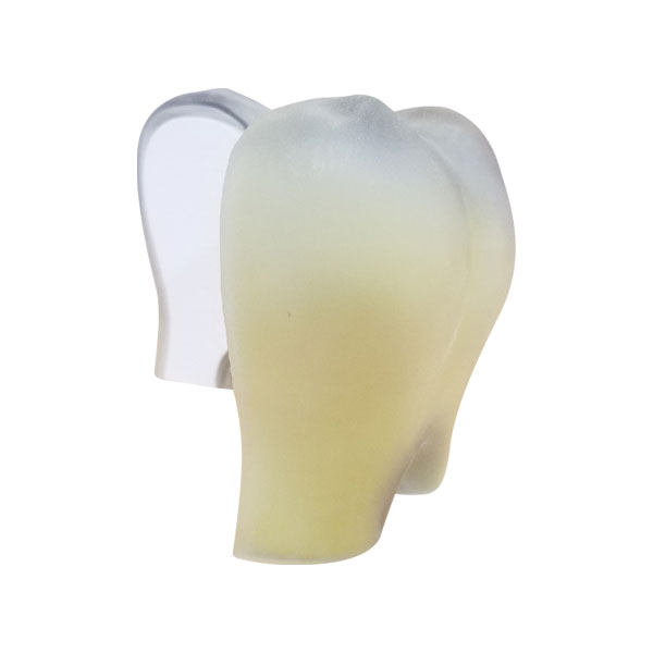 Dual Dentin Tooth Model for Tooth Whitening Demonstration - Side Image