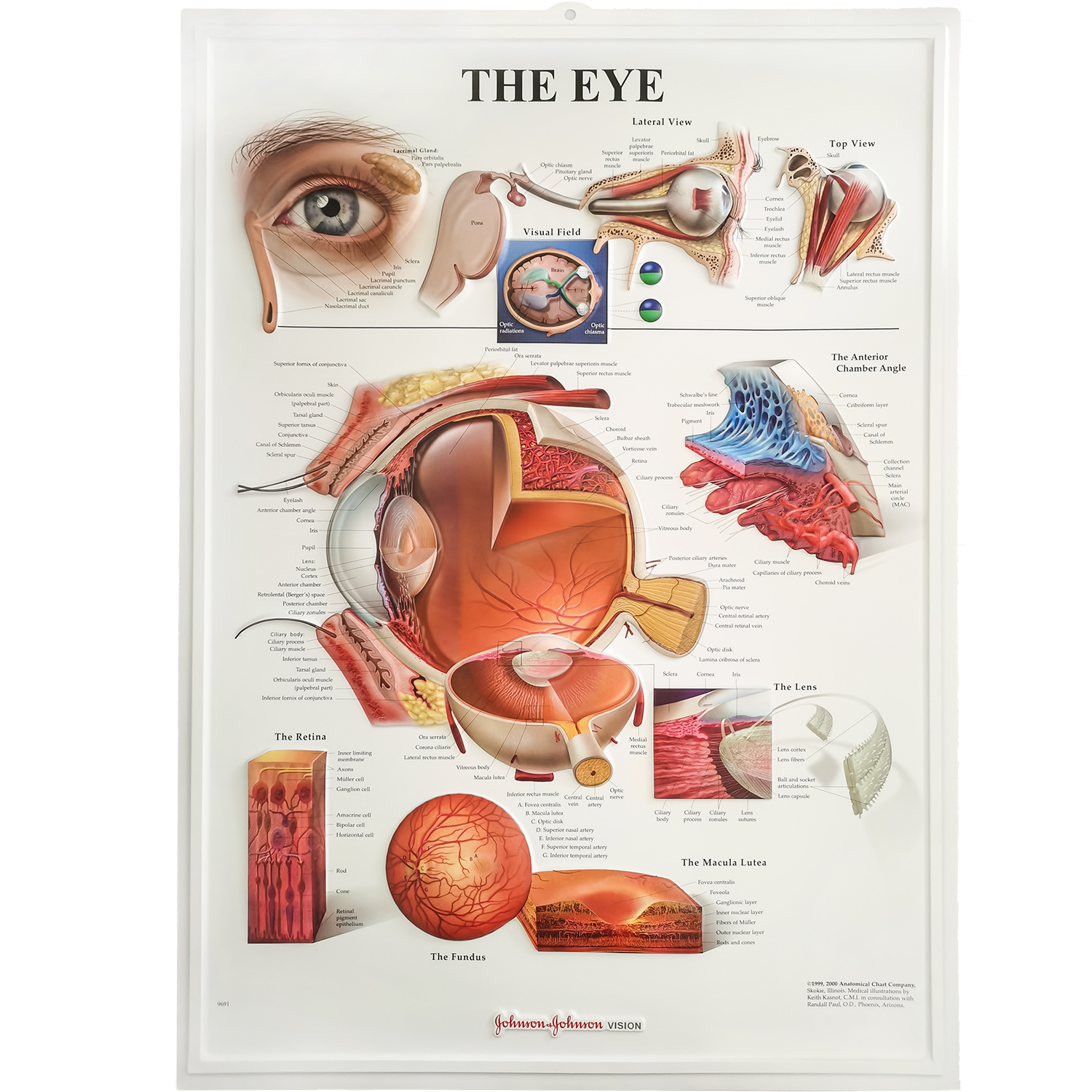 Customized and Branded 3D Anatomical Chart of the Human Eye