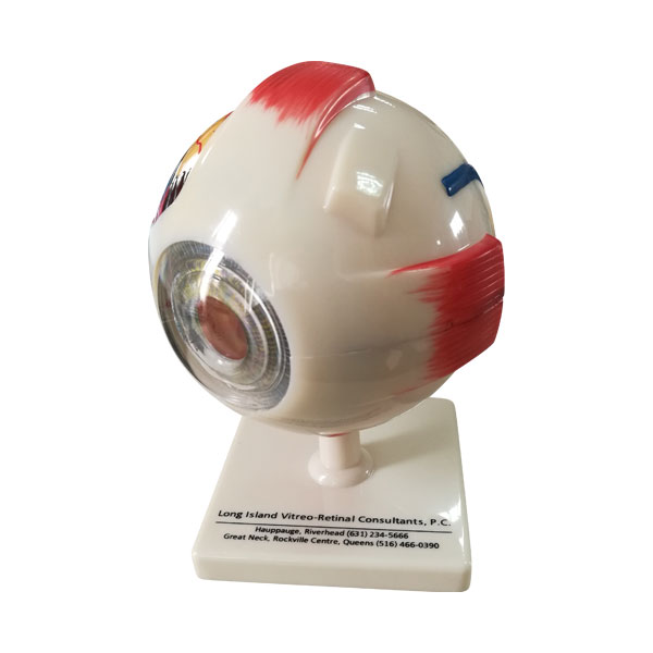Eye Anatomy Model for Regional Ophthalmologist Brand
