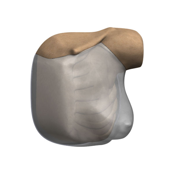 Mastopexy and Breast Revisions Model - 3D Render