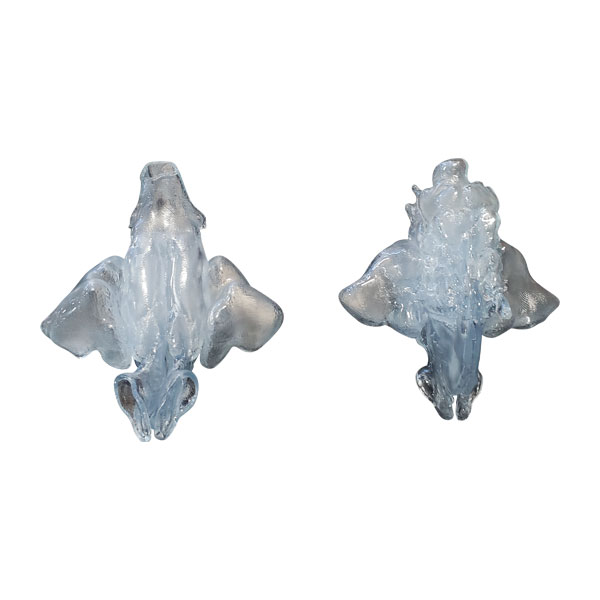Transparent Nasal Cast Top View