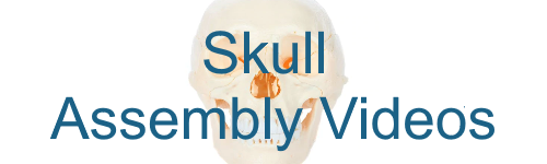 Axis Scientific Skull Assembly Videos