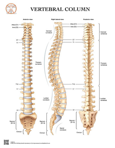 vertebral column diagram