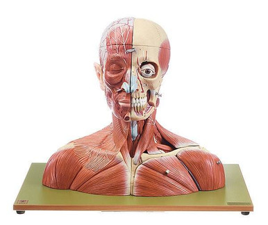 SOMSO 19-Part Life-Size Head and Neck Anatomy Model | Anatomy