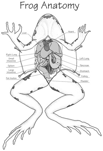 frog mouth anatomy