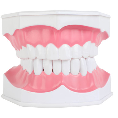 Axis Scientific Enlarged Teeth Care Model | Anatomy Warehouse
