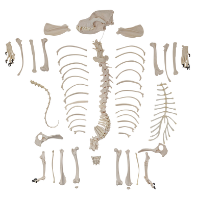 Axis Scientific - Disarticulated Dog Skeleton