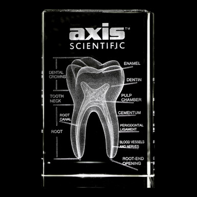 Gebissクリスタルの3D解剖学 - オリジナル3Dクリスタル - 3D義歯 Axis Scientific 3D Etched Glass Human Tooth Model | Anatomy Warehouse