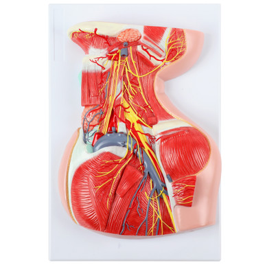 Axis Scientific Lateral Deep Neck and Shoulder Model with Muscular