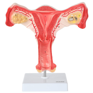 【ラプンツェル様用】ATAVISM / PUTREFIED GENITALIA Axis Scientific 6-Part Female Skeletal Pelvis with Organs