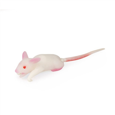 Erler-Zimmer Simulation Mouse Model | Anatomy Warehouse