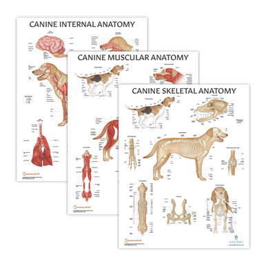 Anatomy Lab Canine Muscular and Skeletal Systems with Internal Organ Anatomy Laminated Poster ...