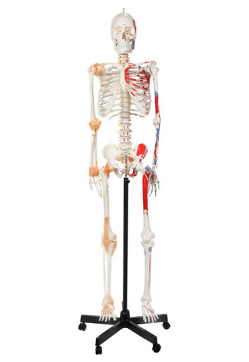 Axis Scientific Painted and Numbered Life-Size Human Skeleton Anatomy Model with Flexible Spine, Ligaments, and Detailed Study Booklet Axis Scientific Painted and Numbered Life-Size Human Skeleton Anatomy Model with Flexible Spine, Ligaments, and Detailed Study Booklet