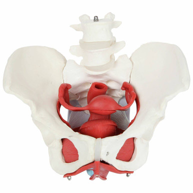 Axis Scientific 6-Part Female Skeletal Pelvis with Organs