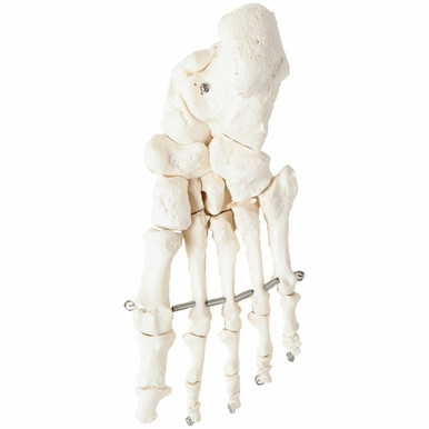 Axis Scientific Life-Size Human Leg Skeleton with Hip Joint and