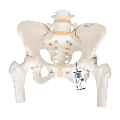 A62_01_Human-Pelvis-Skeleton-
