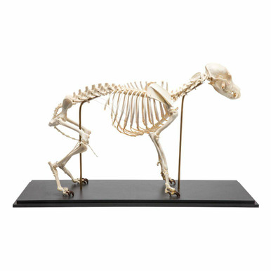 Dog Skeleton Anatomy Model with Base