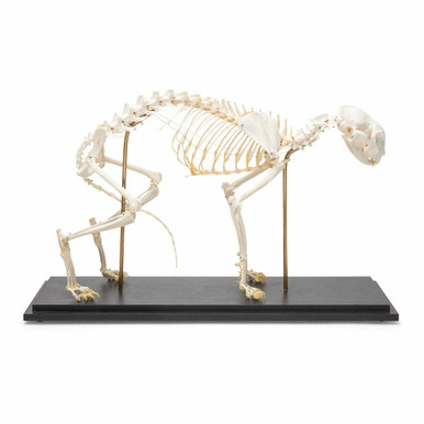 cat dissection arteries model