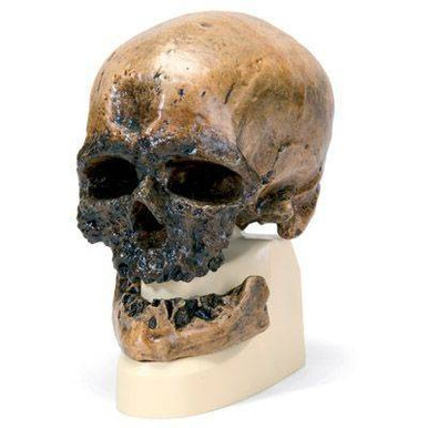 Anthropology Model Human Skull Cro Magnon