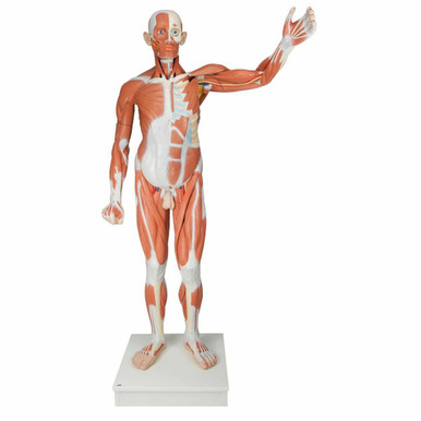 3B Scientific Male Muscular Figure Anatomy Model | Anatomy