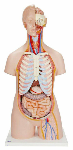 Anatomy Model Unisex Torso in 21 Parts