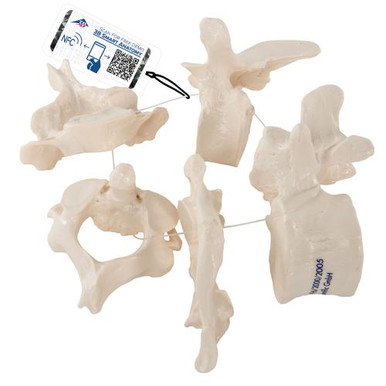 3B Scientific 5 Vertebrae Anatomy Model | Anatomy Warehouse