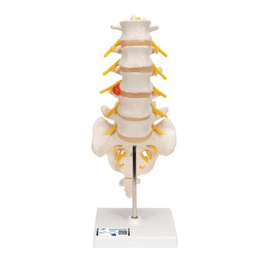 3B Scientific Lumbar Spinal Column Anatomy Model With Dorso