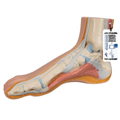 M30_01_Normal-Foot-Model-3B-