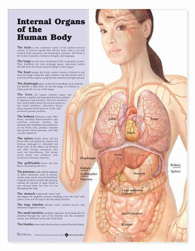 Internal Organs Of The Human Body Anatomical Chart At Anatomywarehouse Com