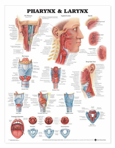 throat anatomy