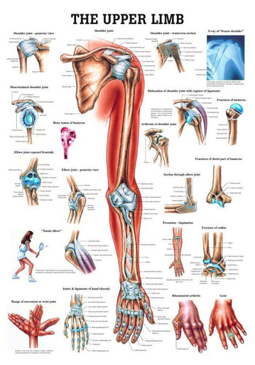 Joints of the Upper Extremities Anatomical Chart: 9780781786577