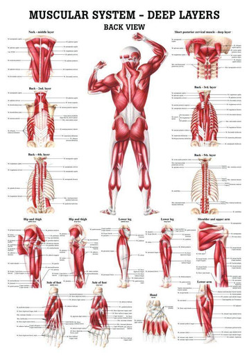 The Muscular System - Deep Layers, Back Laminated Anatomy Chart