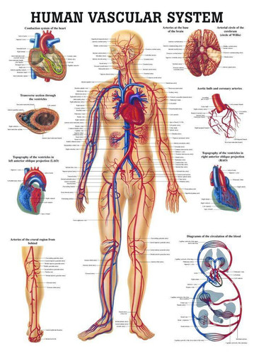 △01)Clinical Vascular Anatomy and Variations/Surgical