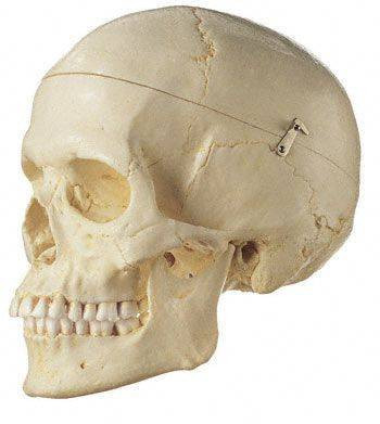 SOMSO Premium Human Skull - Female | Anatomy Warehouse