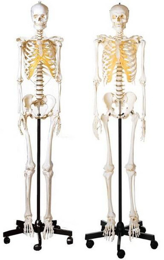 pix Anatomy Male Vs Female Skeleton somso male and female skeleton set