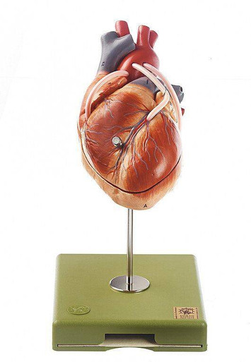 ドイツ SOMSO社 心臓模型 30cm 高 SOMSO Model of the Heart with Aortic Coronary Venous Bypass
